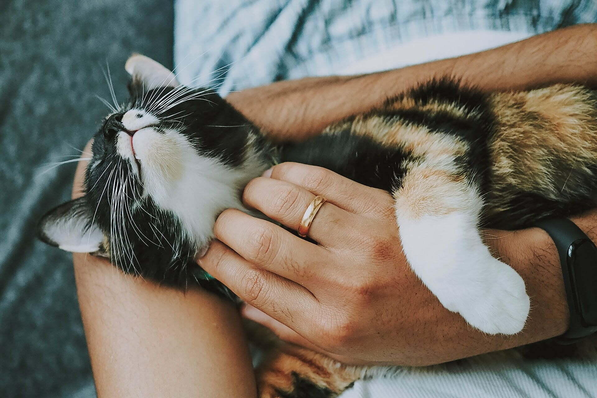 a person holding a cat