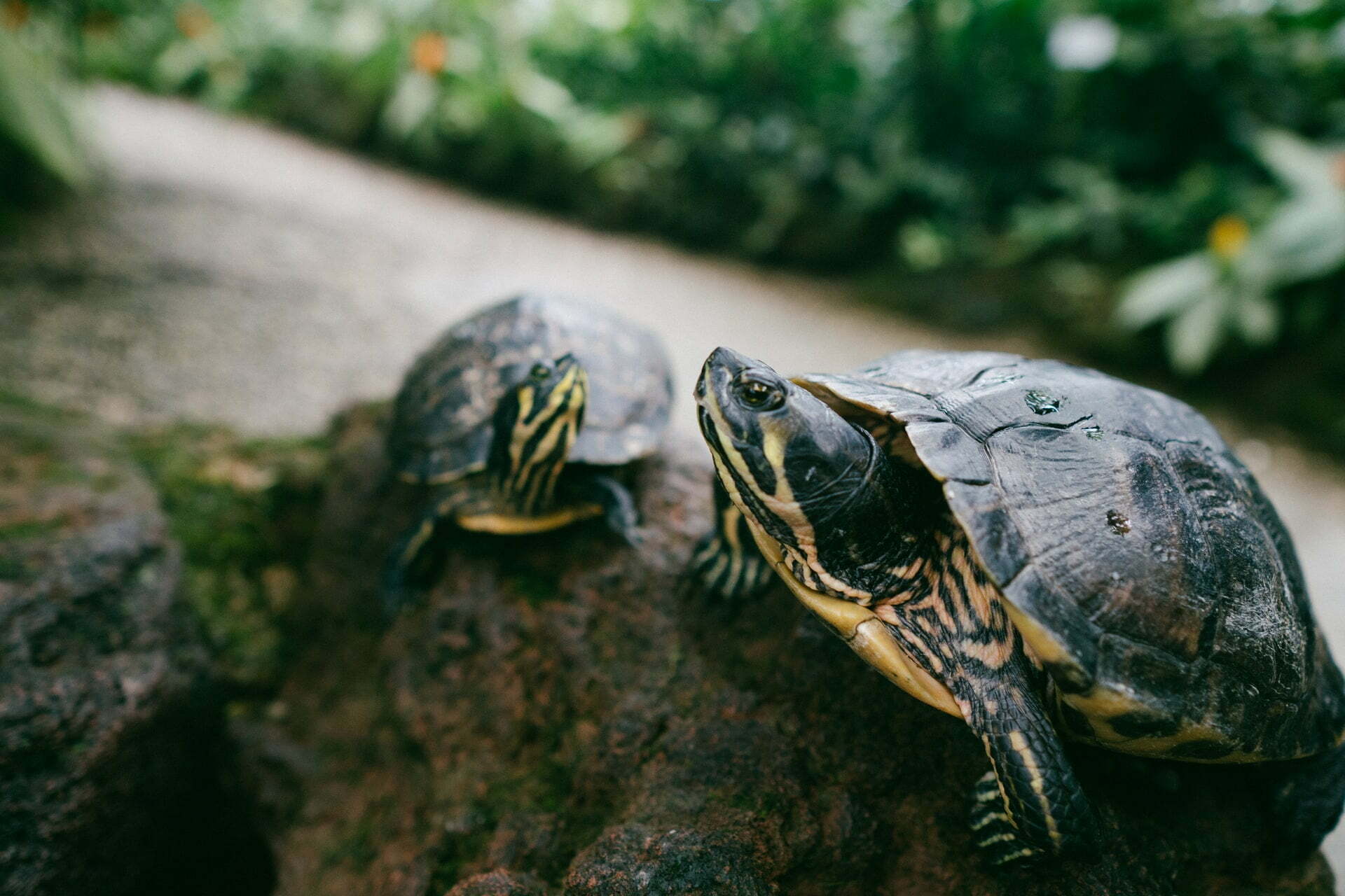 two turtles on a rock