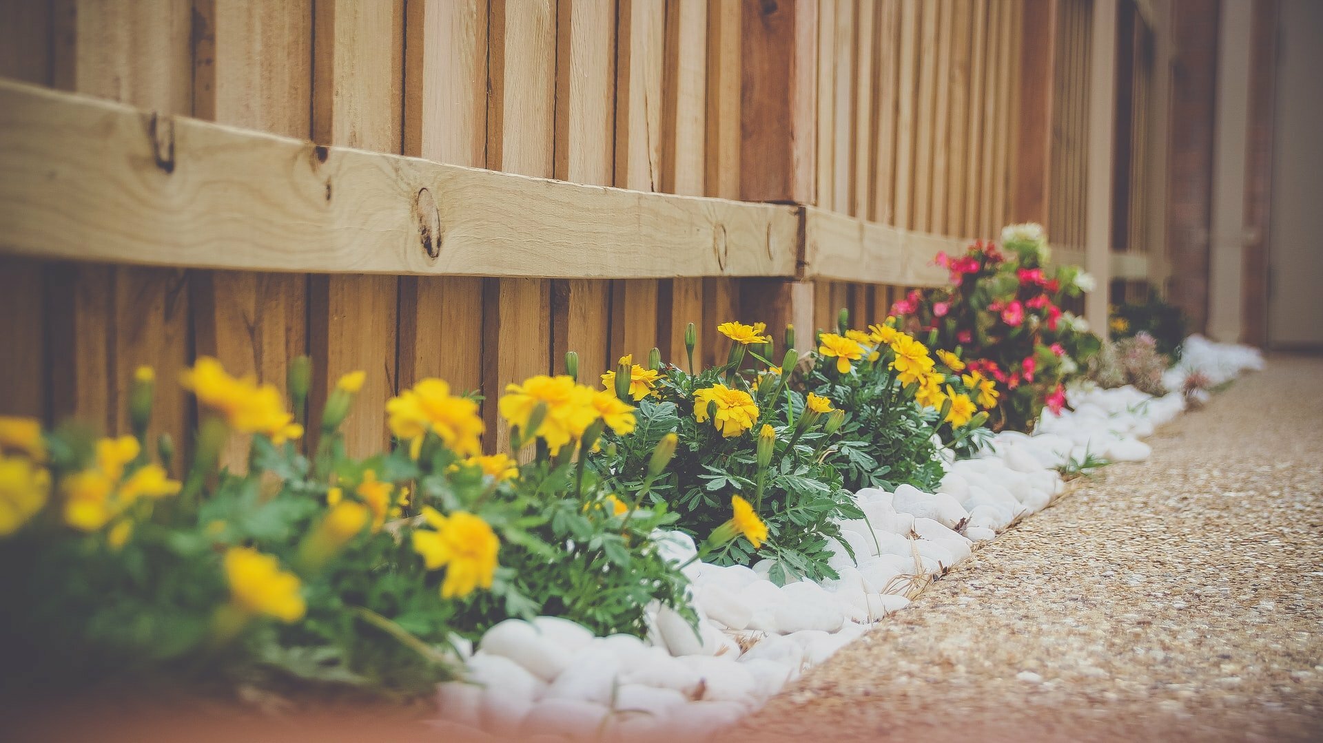 a garden with flowers