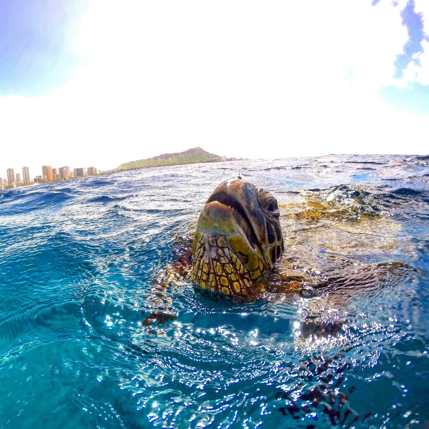 a sea lion swimming in water